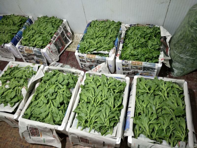 【推荐】淄博（张北）冰草，山东高品质产地直供