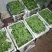 【推荐】淄博（张北）冰草，山东高品质产地直供