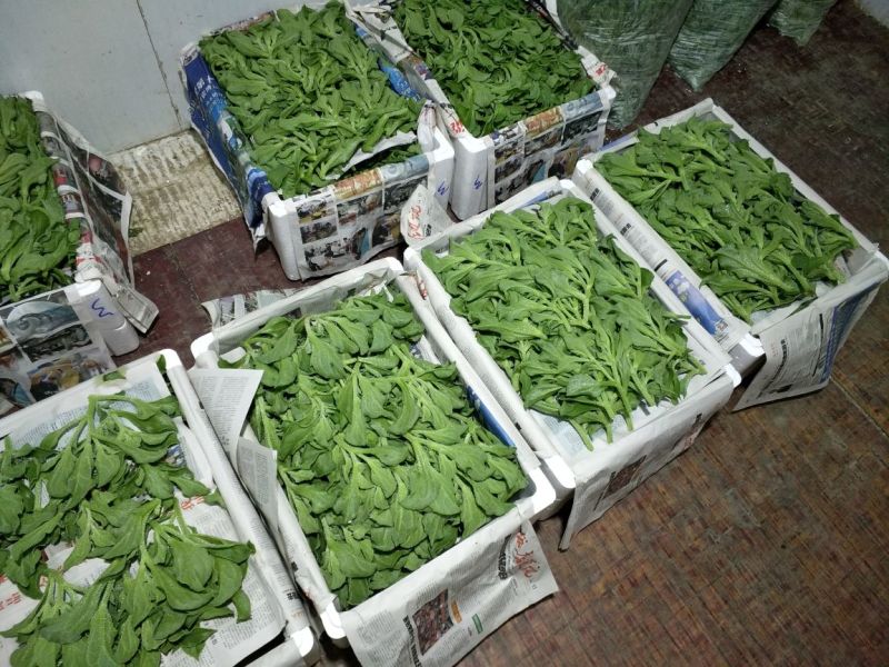 【推荐】淄博（张北）冰草，山东高品质产地直供