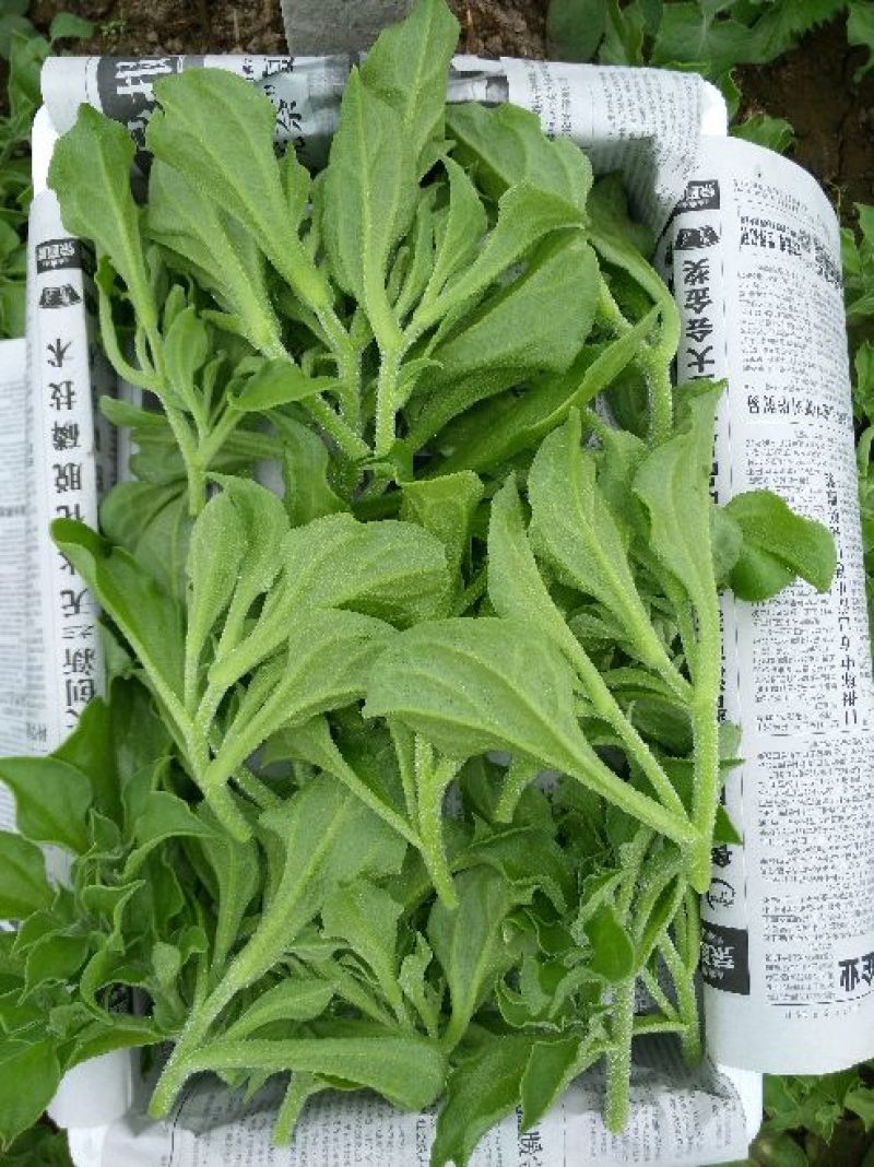 【推荐】淄博（张北）冰草，山东高品质产地直供
