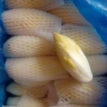 玉兰菜，金玉兰，水培种植，山东高品质基地直供
