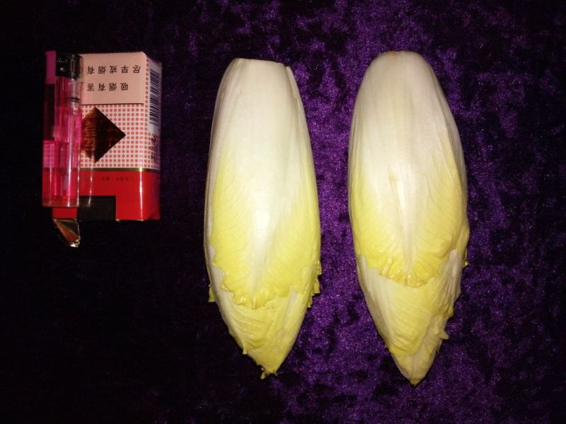 玉兰菜，金玉兰，水培种植，山东高品质基地直供