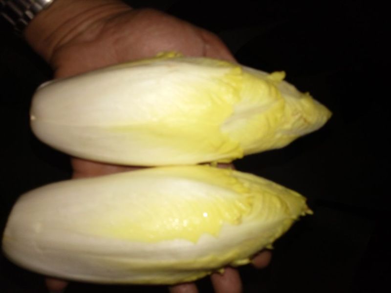 玉兰菜，金玉兰，水培种植，山东高品质基地直供