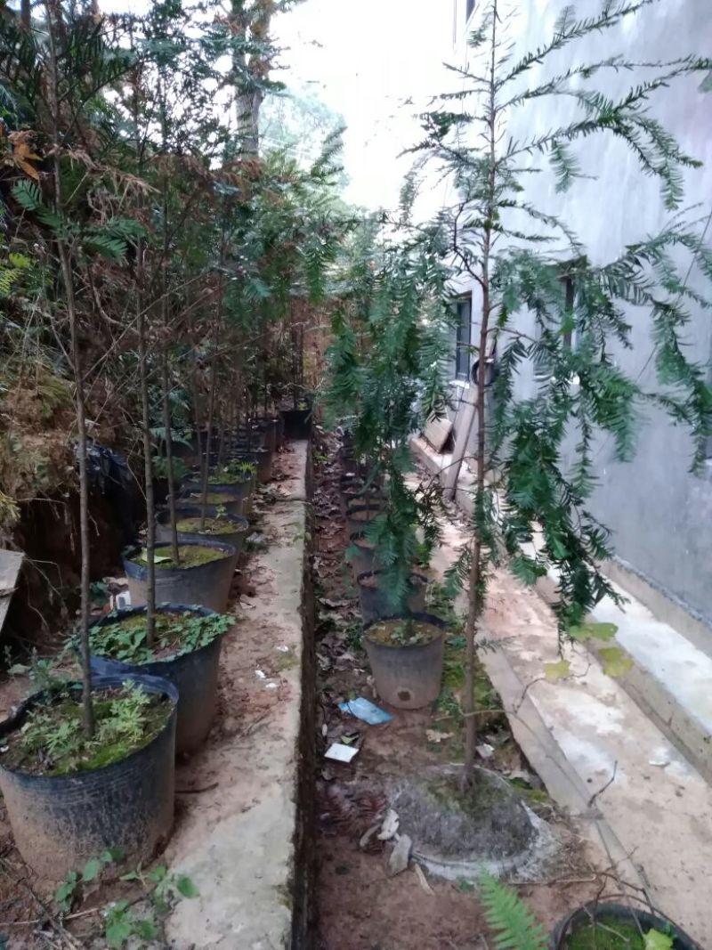 南方红豆杉苗80cm以上