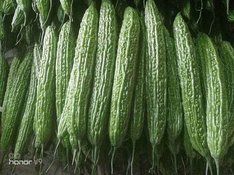 苦瓜苗