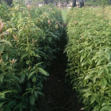 小叶桢楠80~100cm