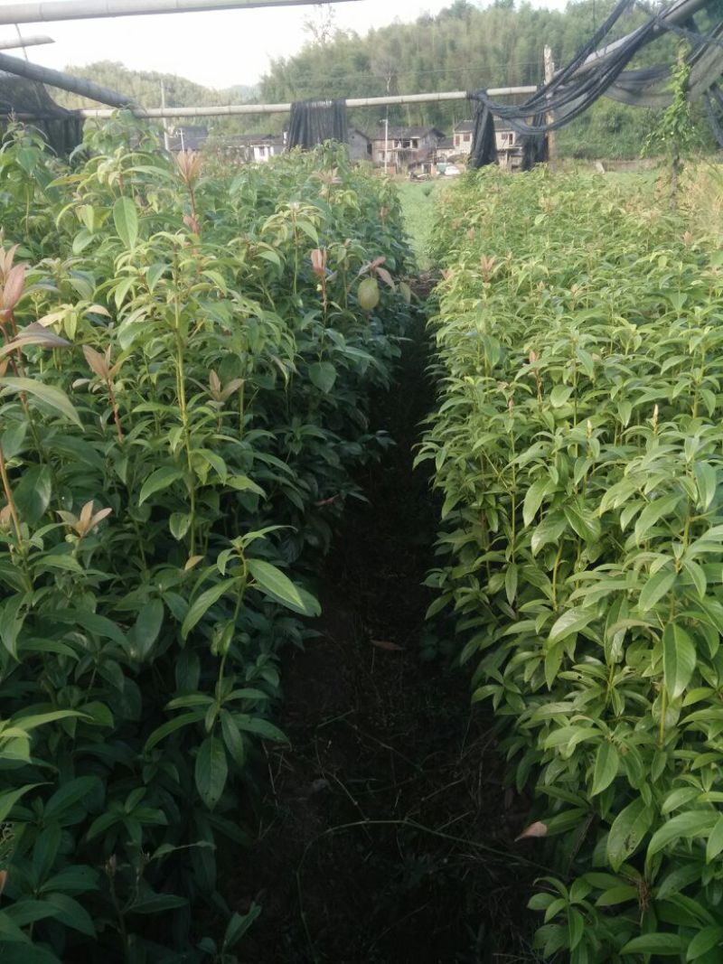 小叶桢楠80~100cm