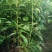 小叶桢楠80~100cm