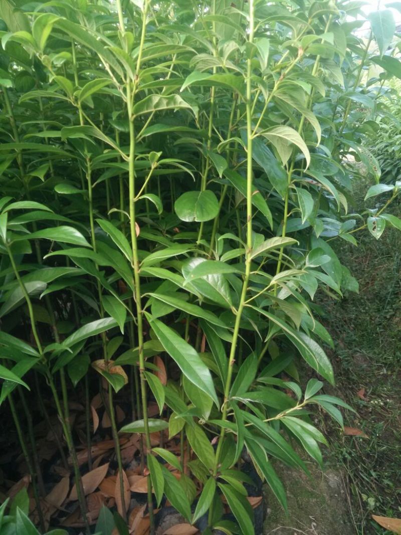小叶桢楠80~100cm