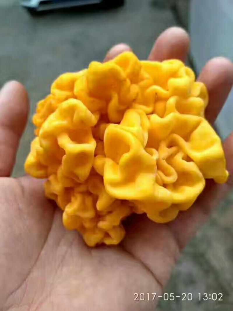 金耳