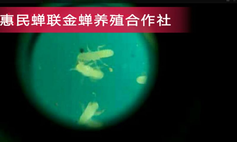 金蝉种苗金蝉卵枝，知了猴卵，金蝉种子，金蝉养殖