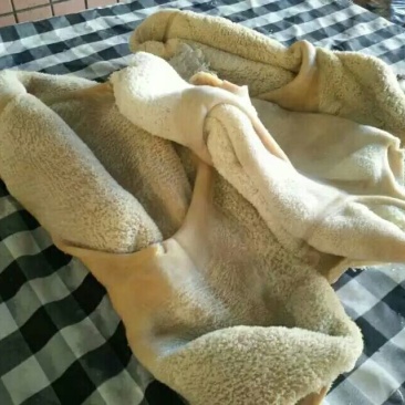 牛肚新鲜