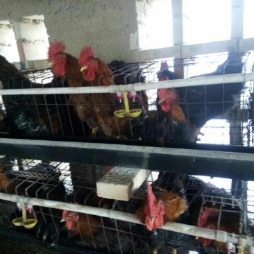 鸡6~7斤肉鸡