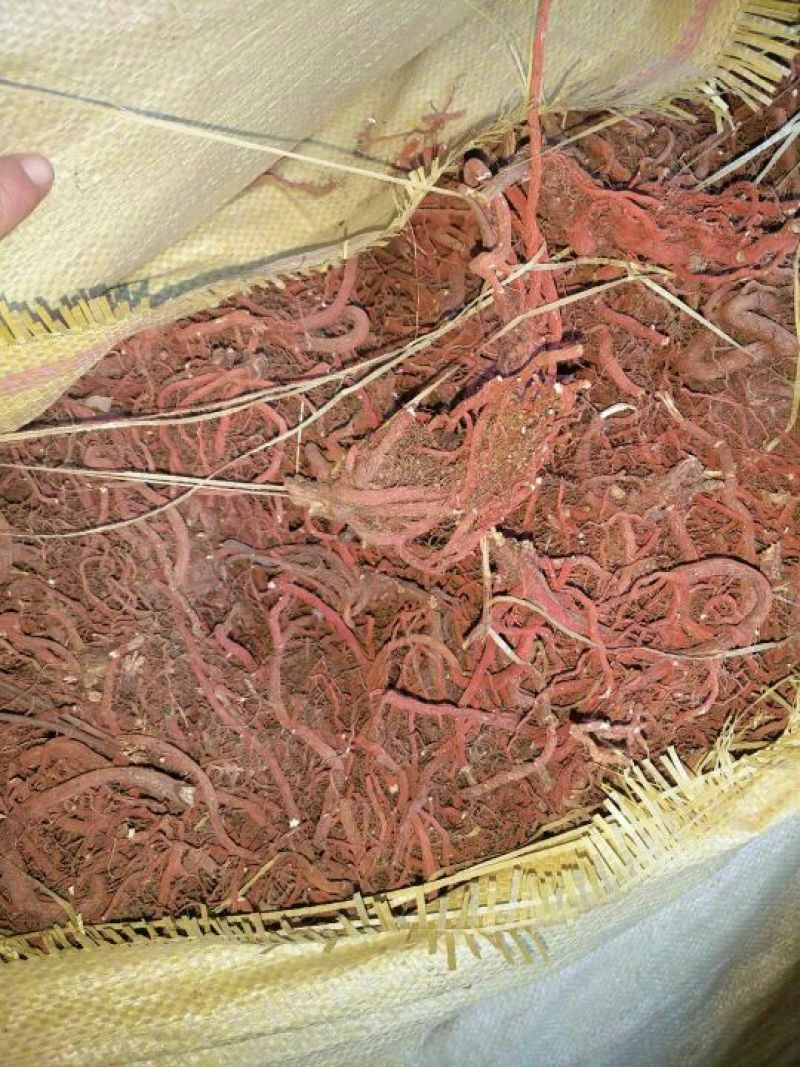 丹参节子
