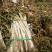 长白大葱毛葱3cm左右40cm以上