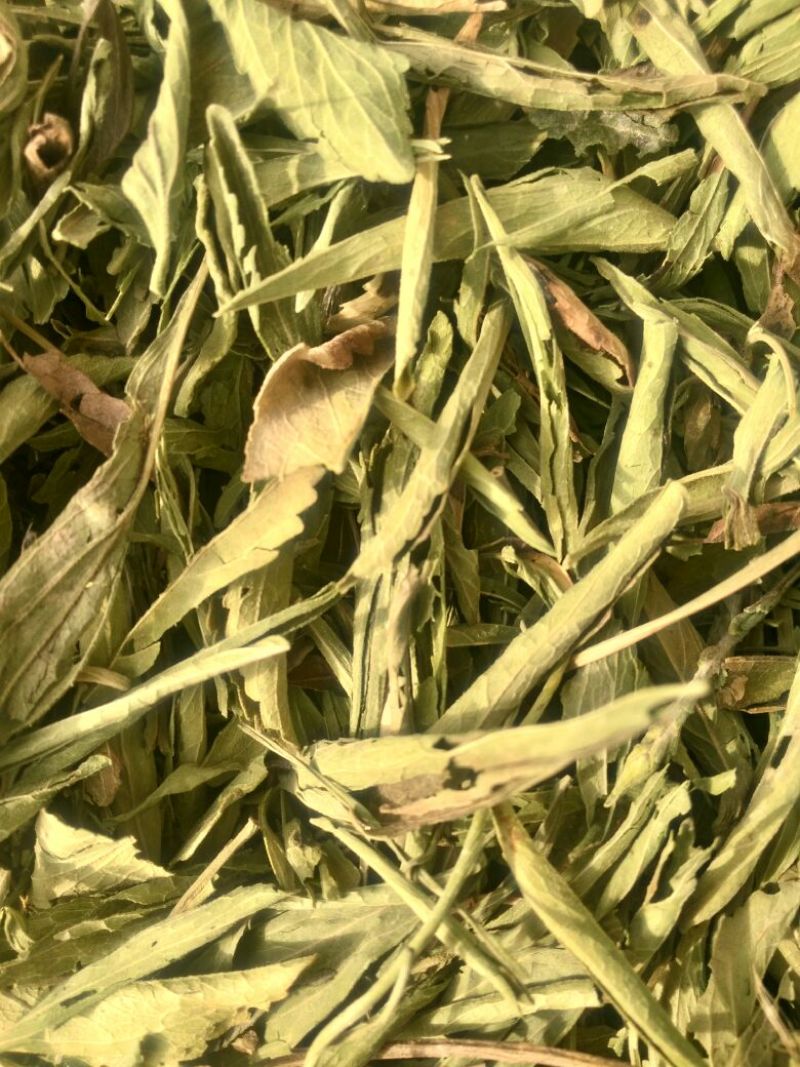 甜叶菊精选