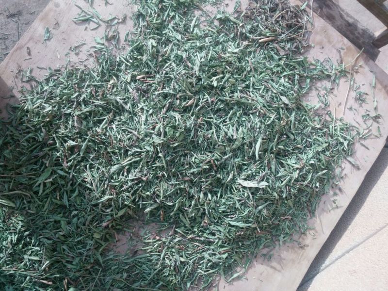 甜叶菊精选