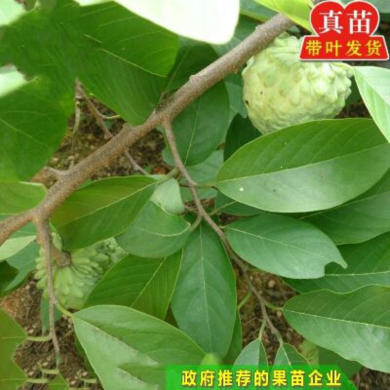 释迦苗翻荔枝苗
