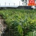 释迦苗翻荔枝苗