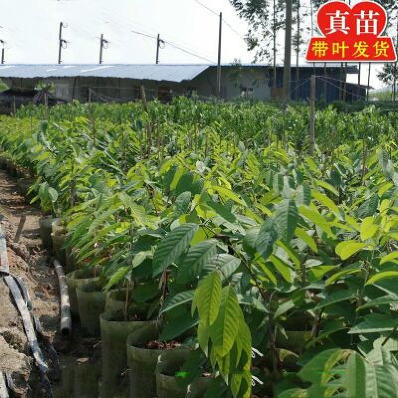 释迦苗翻荔枝苗