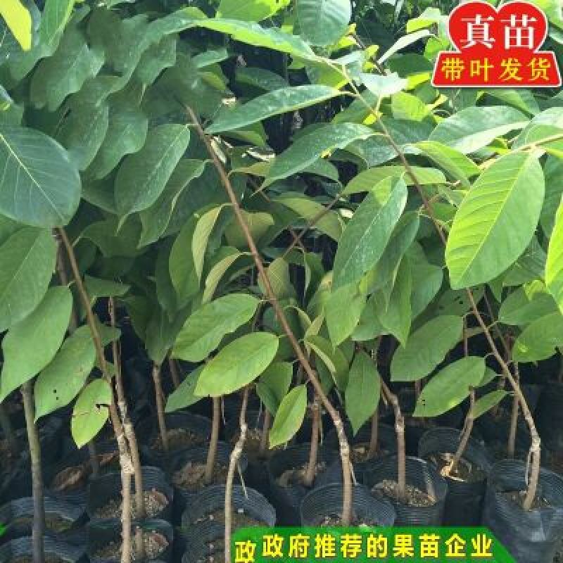 释迦苗翻荔枝苗