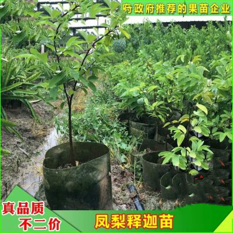 释迦苗翻荔枝苗