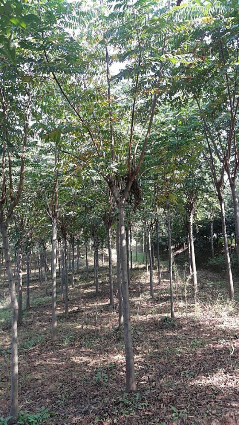 栾树4~6cm4~6cm2.5~3米
