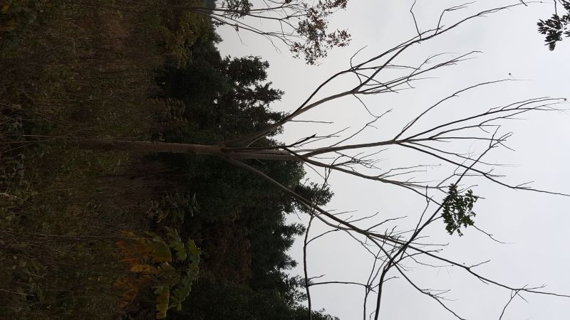 栾树4~6cm4~6cm2.5~3米