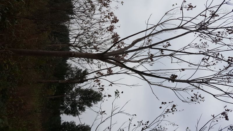 栾树4~6cm4~6cm2.5~3米