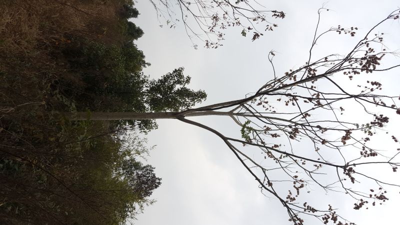 栾树4~6cm4~6cm2.5~3米