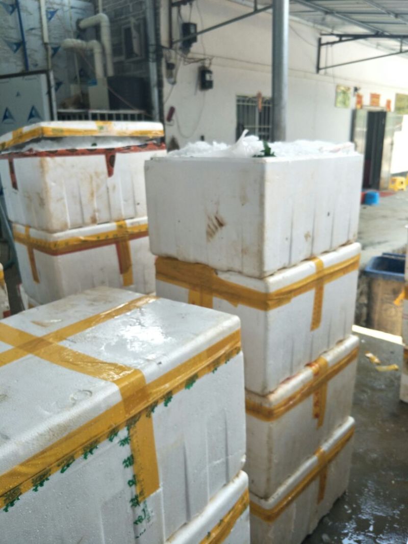 豆瓣菜无公害蔬菜