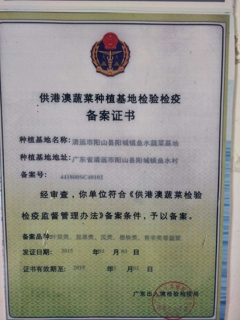 豆瓣菜无公害蔬菜