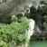 豆瓣菜无公害蔬菜