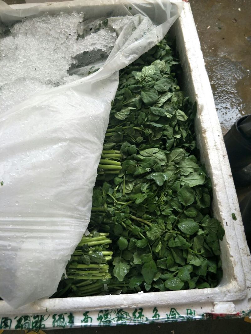 豆瓣菜无公害蔬菜