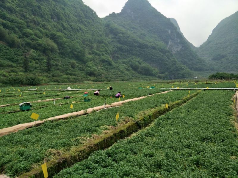豆瓣菜无公害蔬菜