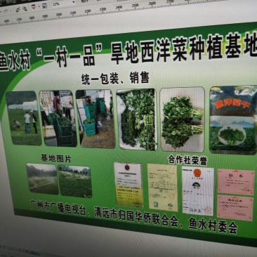 豆瓣菜无公害蔬菜