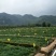 豆瓣菜无公害蔬菜