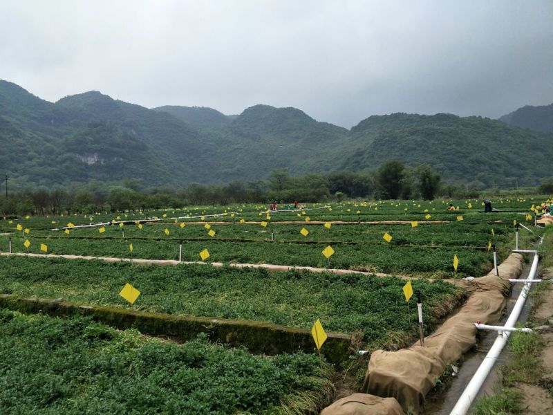 豆瓣菜无公害蔬菜