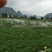 豆瓣菜无公害蔬菜