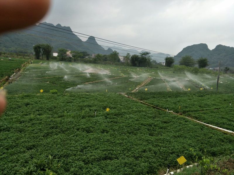 豆瓣菜无公害蔬菜