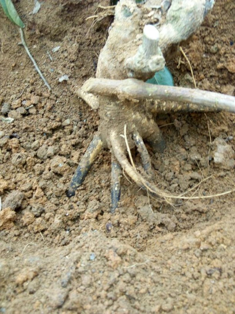 牛大力大量出售哪位老板需要联系