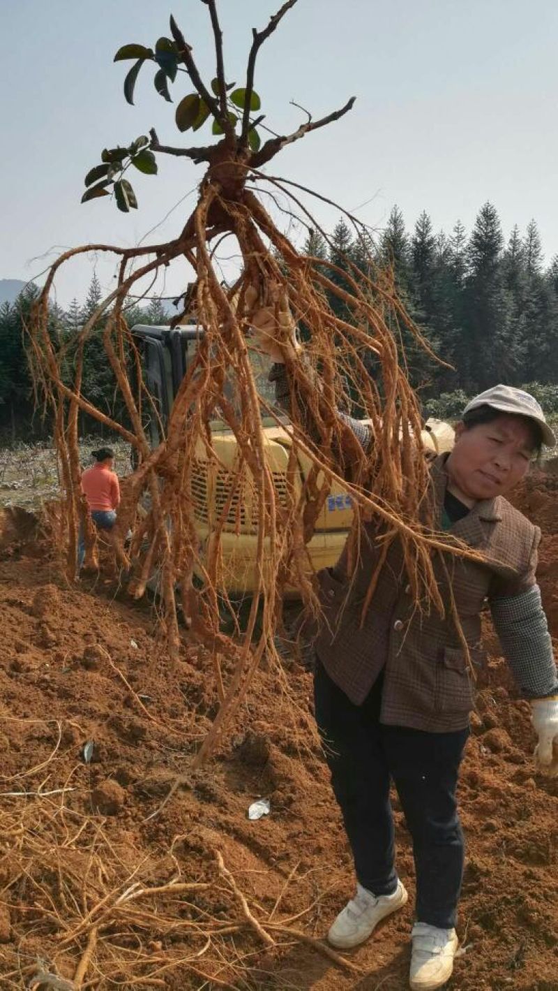 牛大力大量出售哪位老板需要联系