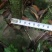 小叶桢楠1.5~2m