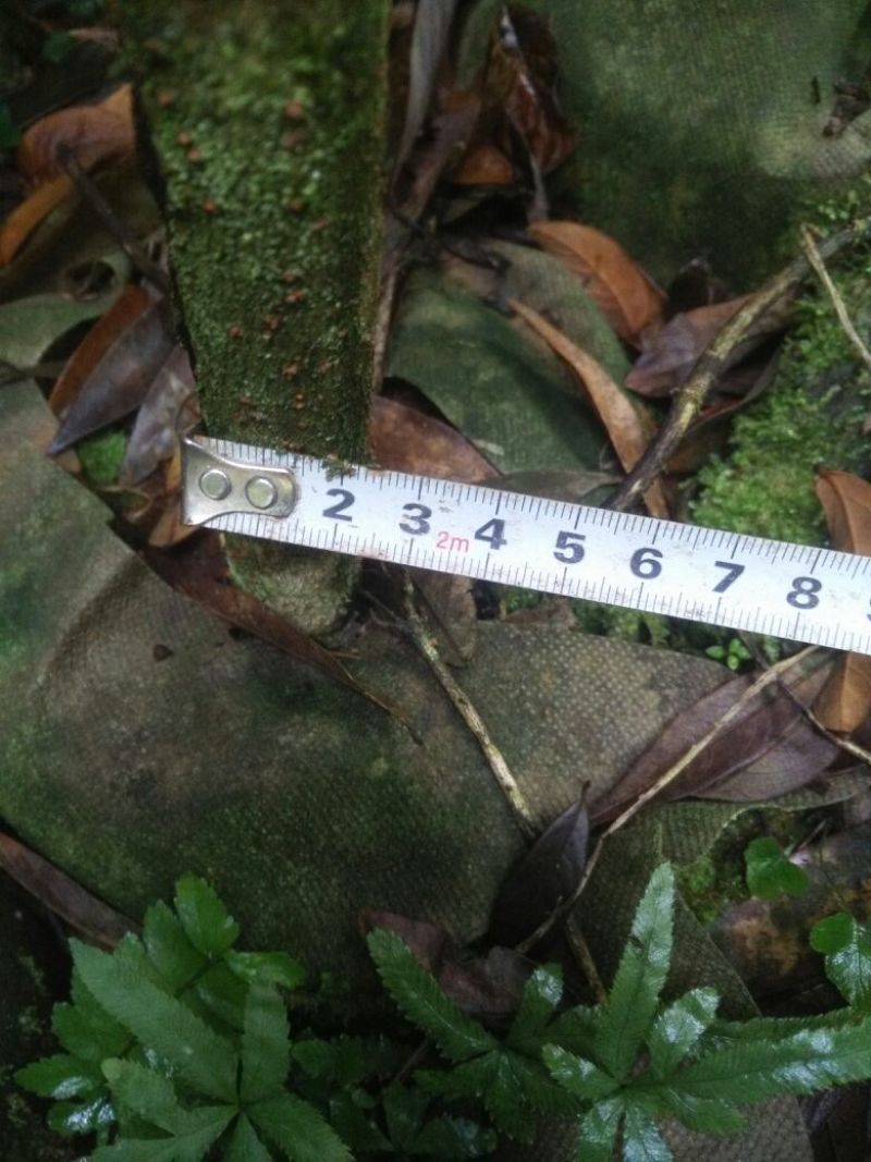 小叶桢楠1.5~2m