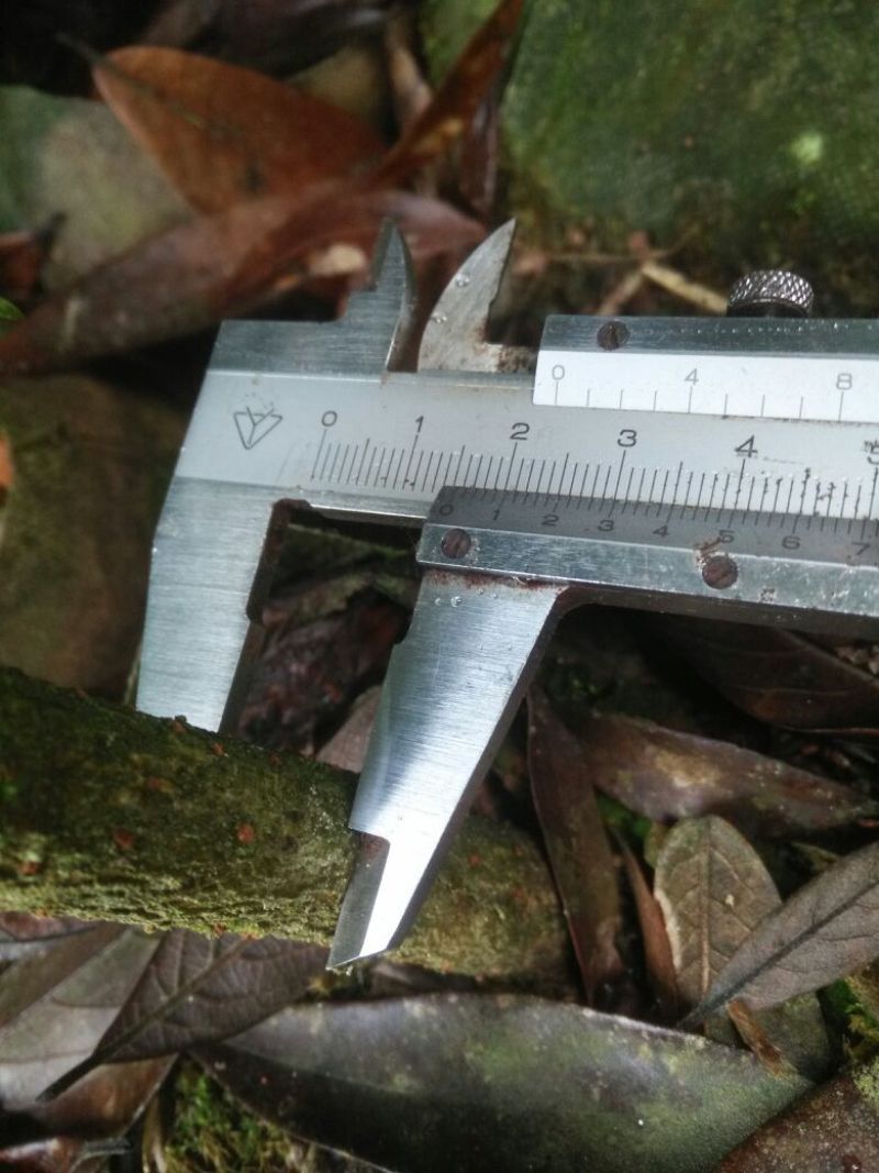 小叶桢楠1.5~2m