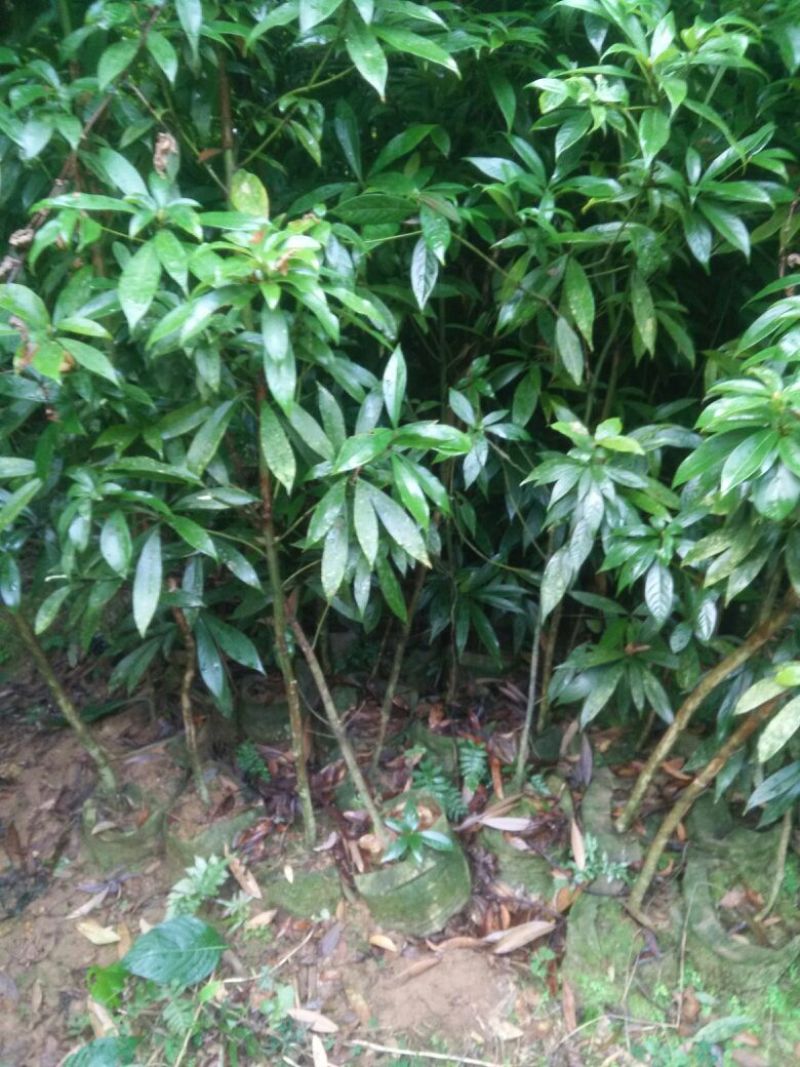 小叶桢楠1.5~2m
