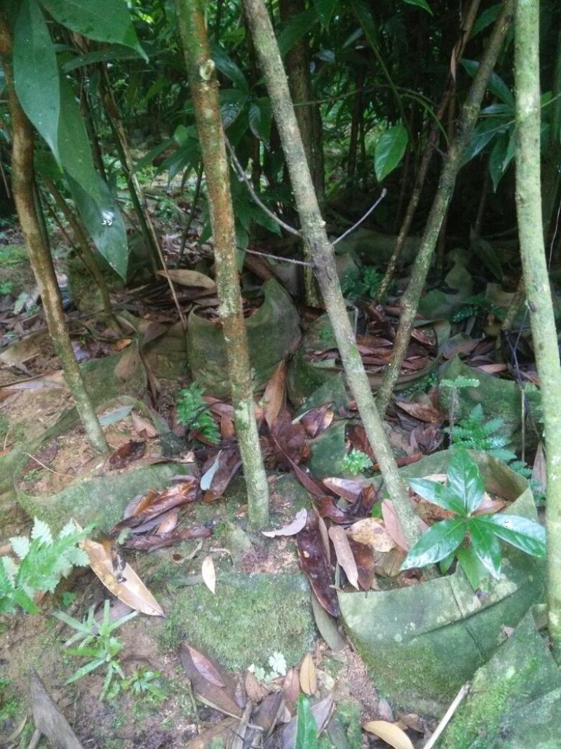 小叶桢楠1.5~2m