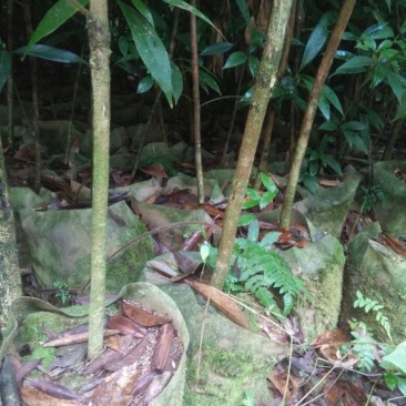 小叶桢楠1.5~2m