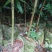 小叶桢楠1.5~2m