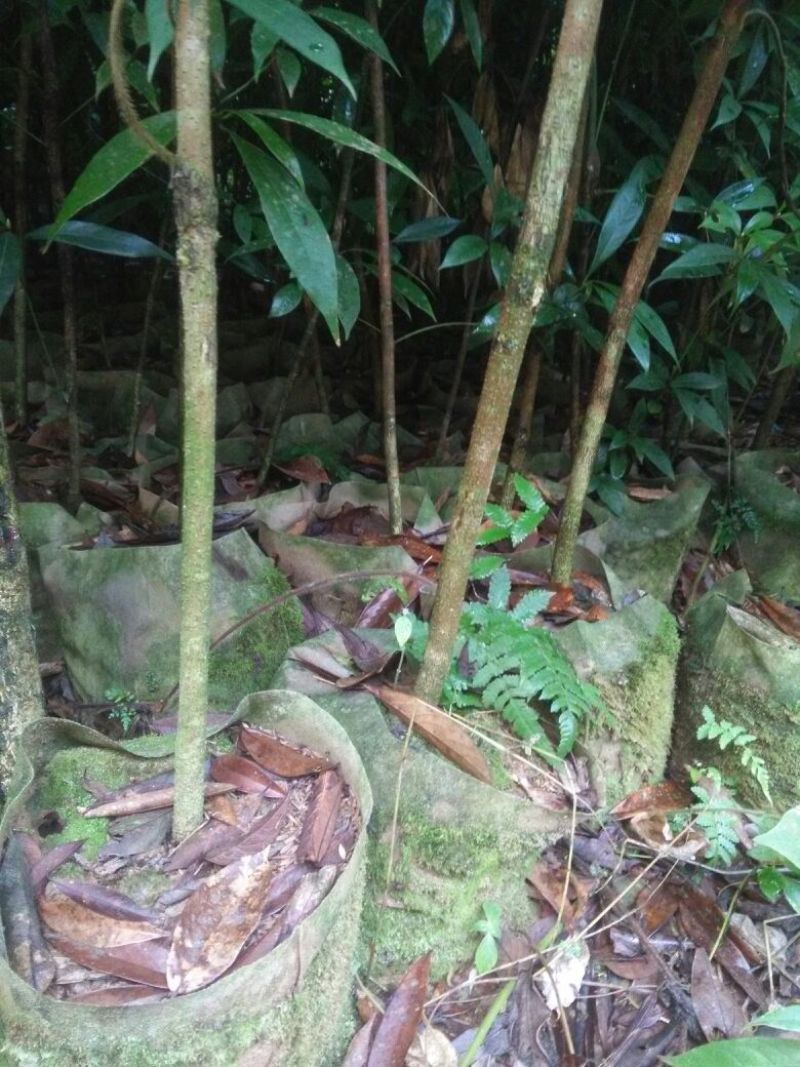 小叶桢楠1.5~2m